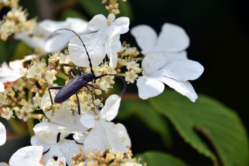 Argenton 36 photo vidéo