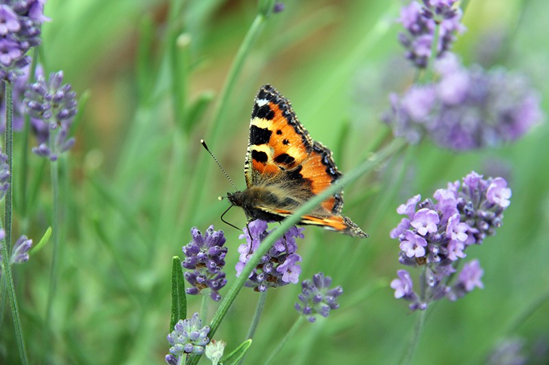 Argenton 36 photo vidéo